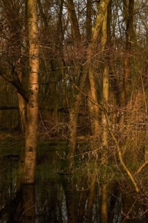 At high water levels... near-natural marshy forest, alluvial forest with alders, poplars, ash trees