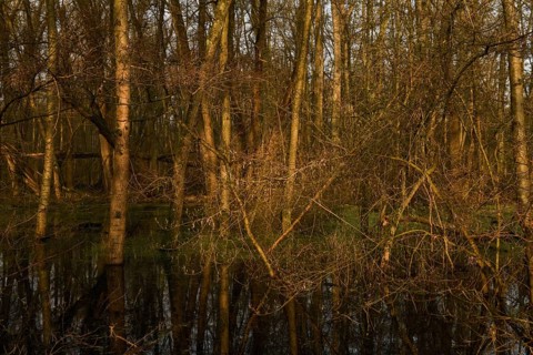 At high water levels... near-natural marshy forest, alluvial forest with alders, poplars, ash trees