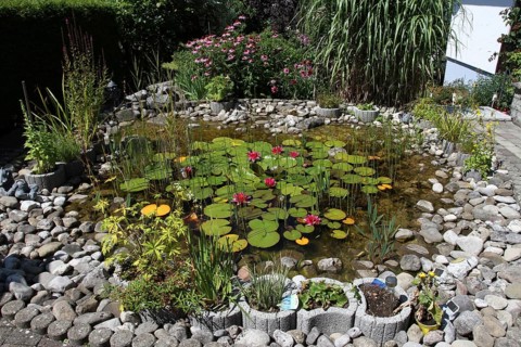 Garden pond in midsummer, Allgäu, Bavaria, Germany, Allgäu, Bavaria, Germany