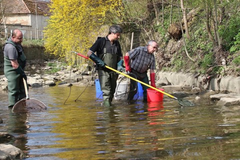 Fishermen, anglers fishing with current in the town stream of Mindelheim, fish counting and species
