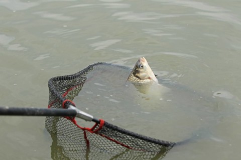 Whitefish (Leuciscinae) in landing net, South Hungary, Hungary, South Hungary, Hungary