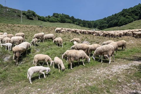 Flock of sheep (Ovis gmelini), Ferrara di Monte Baldo, Italy