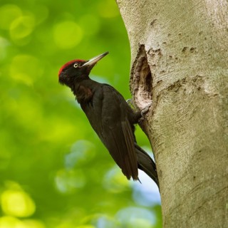 In the sunshine... Black woodpecker (Dryocopus martius) under the canopy of beech trees, adult