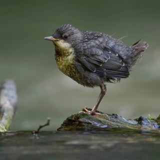 At eye level... White-throated Dipper (Cinclus cinclus), just fledged young bird stands waiting on