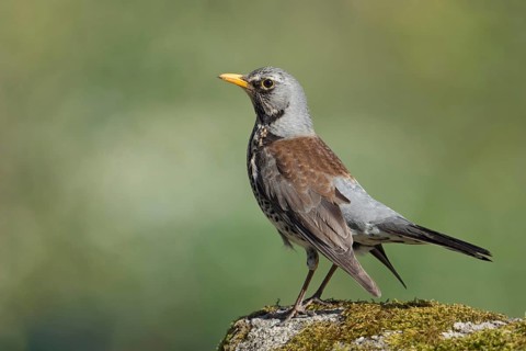Proud bird... Juniper thrush (Turdus pilaris), male in breeding plumage, well-known native