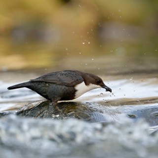 Successful... White-throated Dipper (Cinclus cinclus) standing on a stone in the middle of flowing