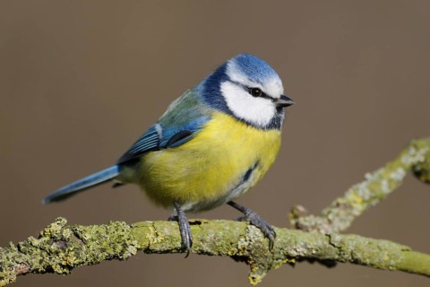 Small and cheeky... Blue tit (Cyanistes caeruleus) sitting on a dry branch ready to jump off,