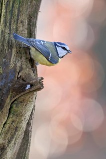 Small and quierly... Blue tit (Cyanistes caeruleus) secures the environment, generally known native