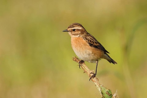 Rare open country bird... Whinchat (Saxicola rubetra), endangered due to habitat loss, male in