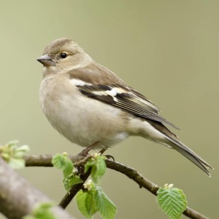Chaffinch (Fringilla coelebs), female adult bird in spring, sitting on a branch in a tree, freshly