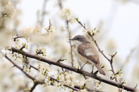 A hedge dweller... Rattling warbler (Sylvia curruca), native songbird sitting in a flowering
