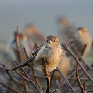 Gathered... House sparrows (Passer domesticus), sparrows, house sparrows in a flock, small flock of