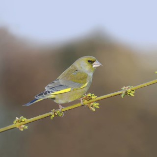 Typical garden bird... Greenfinch (Carduelis chloris), male in splendid plumage on a flowering