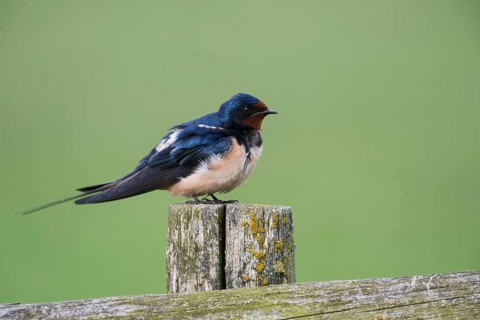 Blue-metallic iridescence... Barn Swallow (Hirundo rustica) in summer on the old gate of a paddock