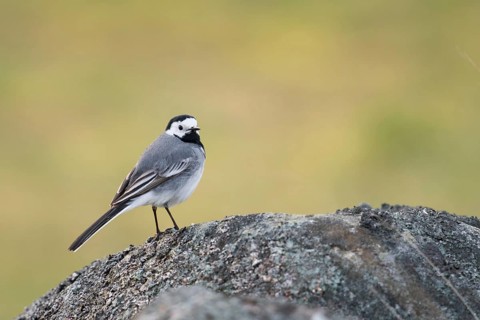 White wagtail (Motacilla alba), generally known and in many places common, likeable black and white