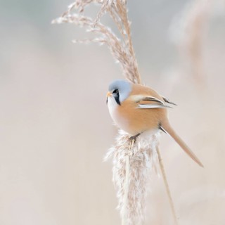 Pastel colours... Bearded Tit (Panurus biarmicus), Bearded Titcock in winter reeds, delicate pastel