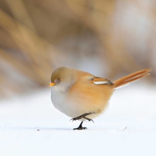 Stroller... Bearded Tit (Panurus biarmicus), fluffed up up female, walks on the ground through