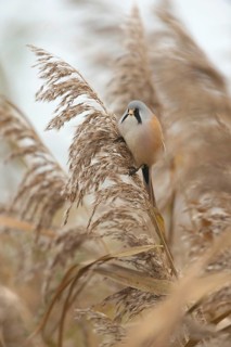 Reed dweller... Bearded Tit (Panurus biarmicus), male adult bird in typical surroundings eating