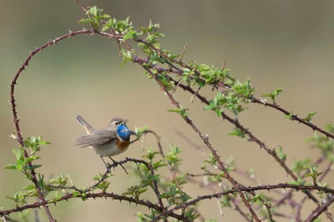 Singing in the brambles... white-starred bluethroat (Luscinia svecica), particularly pretty native