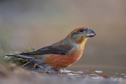 Pine Crossbill (Loxia pytyopsittacus), colourful male has come to drink at a puddle of water, sits
