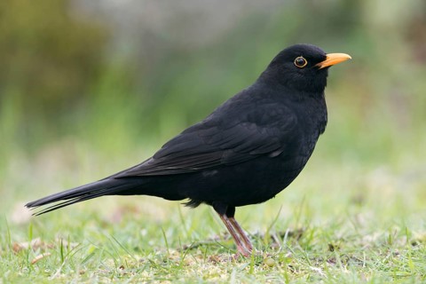 Our most common thrush... Blackbird (Turdus merula), one of the best known native songbirds, can be