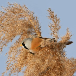 Male bearded tit, bearded tit cock in the reeds... Bearded Tit (Panurus biarmicus) sits in the tips