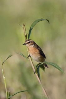 Bird of the year 2023... Whinchat (Saxicola rubetra) on the lookout, on the perch, typical meadow