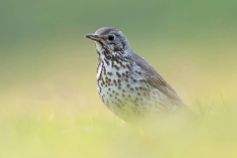 Song thrush (Turdus philomelos) in spring in breeding plumage, sitting low in the grass on the