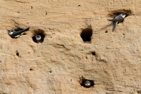 Breeding wall of the sand martin colony... Sand martin (Riparia riparia), occupied breeding tubes