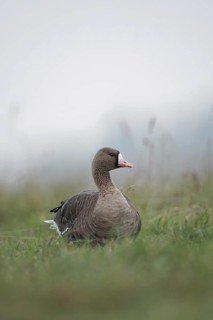 White-fronted goose (Anser albifrons), Arctic wild goose in the tall grass of a meadow, Nordic