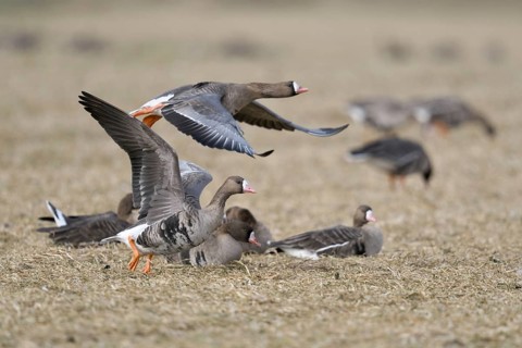 With a run-up... White-fronted geese (Anser albifrons), northern wild geese, wintering on the Lower