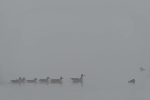 Dreariness... White-fronted geese (Anser albifrons), wild geese on a foggy day in winter, cloudy