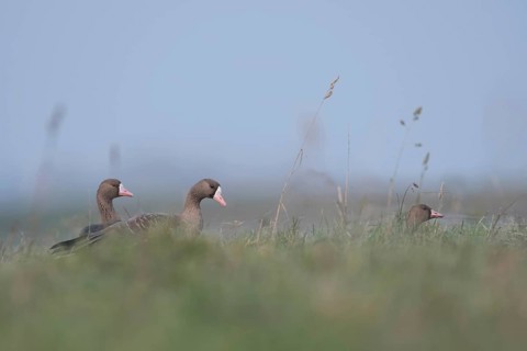 On the meadows and fields of the Lower Rhine... White-fronted geese (Anser albifrons), wild geese,