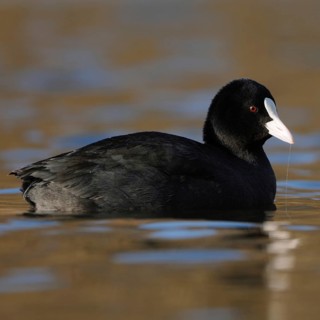 Pretty to look at... Eurasian Coot rail (Fulica atra) or coot, well-known conspicuous water bird,
