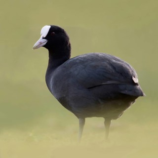 Eurasian Coot (Fulica atra) also called coot, typical and unmistakable is the white pallor, a horn