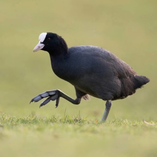 On the move on big feet... Coot (Fulica atra) walking across a meadow, low, natural-looking