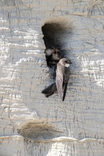 Sand martins (Riparia riparia), Emsland, Lower Saxony, Germany