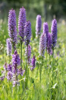 Southern marsh orchid (Dactylorhiza maculata), Emsland, Lower Saxony, Germany