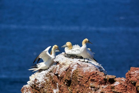 Northern gannet (Morus bassanus) on bird cliffs, steep coast, Heligoland Island,