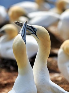 Northern gannet (Morus bassanus) on bird cliffs, pair courtship display, Helgoland Island,