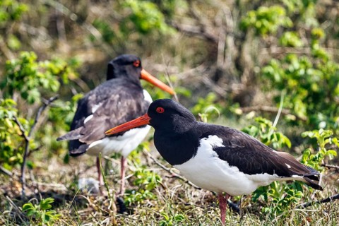 Two oystercatchers (Haematopus ostralegus), mating behaviour, Insel Düne, Heligoland,