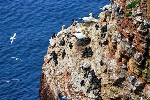 Northern gannets (Morus bassanus) and common guillemots (uria aalge) on bird cliffs, steep coast,