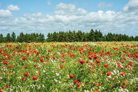 Meadow with Mayweed (Matricaria inodora) and Poppy (Papaver rhoeas) in Ystad, Skåne county, Sweden,