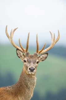 Red deer (Cervus elaphus) stag, portrait, tirol, Kitzbühel, Wildpark Aurach, Austria