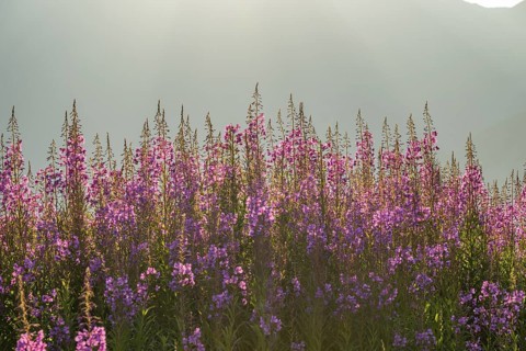 Fireweed (Chamaenerion angustifolium) blooming at sunrise in the Mountains at Hochalpenstraße, view
