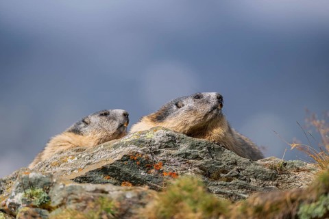 Alpine marmot (Marmota marmota) in autumn, Grossglockner, High Tauern National Park, Austria
