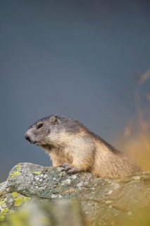 Alpine marmot (Marmota marmota) in autumn, Grossglockner, High Tauern National Park, Austria