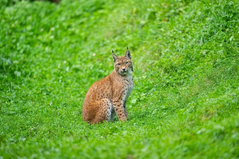 Eurasian lynx (Lynx lynx) youngster on a meadow, Bavaria, Germany