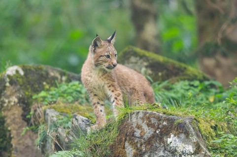 Eurasian lynx (Lynx lynx) youngster on a rock, Bavaria, Germany