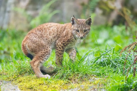 Eurasian lynx (Lynx lynx) youngster on a meadow, Bavaria, Germany